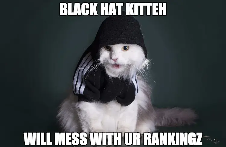 Black-hat-cat