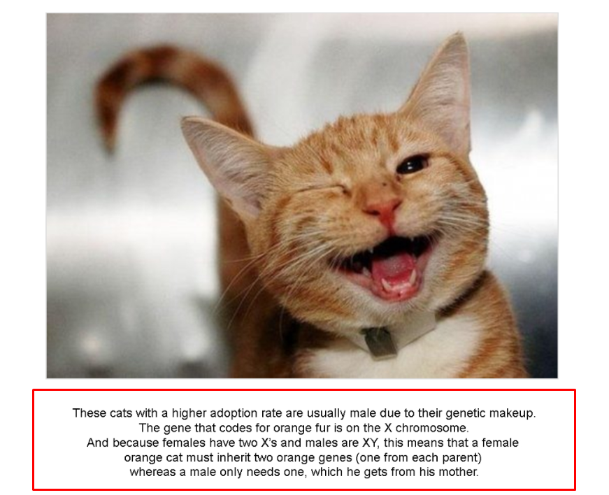 Full guide for optimizing images on the site 16261788378610 Image placing example
