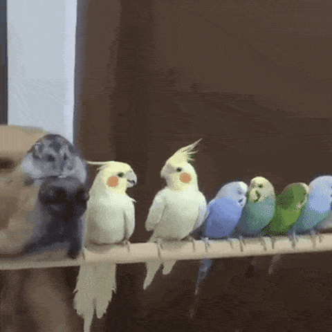 гифка попугаи 