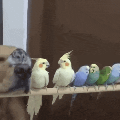 pigeon gif